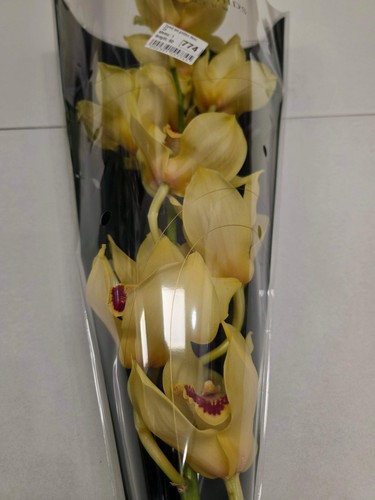 Farm fresh orchid - farm, orchid/cymbidium