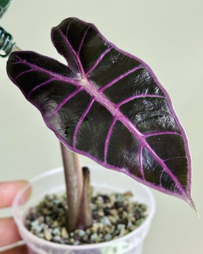 Alocasia black satun - pink, vein