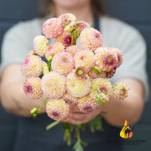 Dahlia tuber hapet compo - hapet,