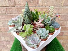 Small Succulent Plants •