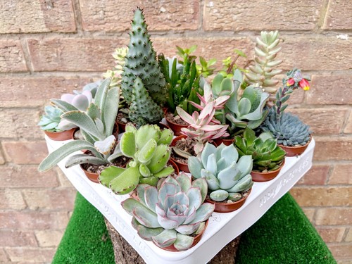 Small succulent plants - small, •