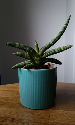 Sansevieria cylindrica - sansevieria,