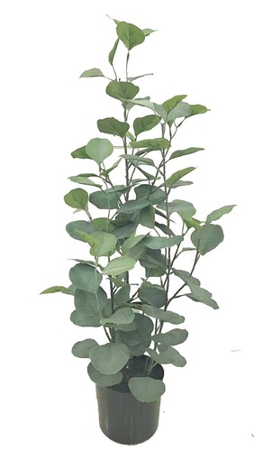 Artificial trees bamboo - artificial,