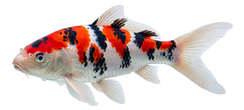 Taisho sanke koi carp fish - taisho,
