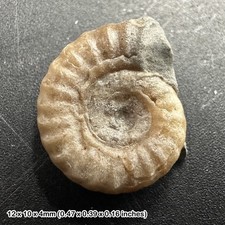 Charmouth Promicroceras