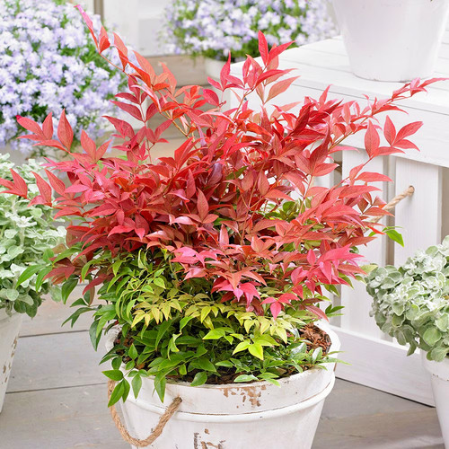 Nandina obsessed heavenly - nandina,