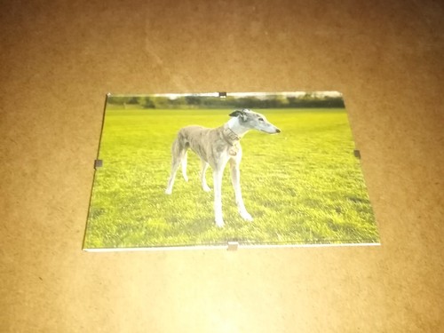 Greyhound picture clip - picture, -in