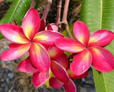 Frangipani Plumeria rubra - Hawaiian Palm Tree - VARIETY: Thai Duke - 5 Seed -