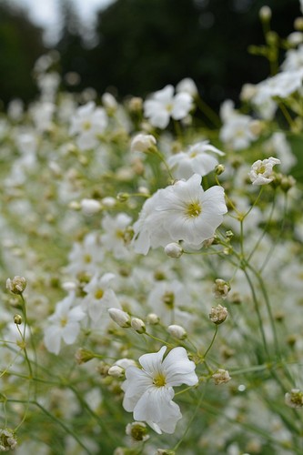 Baby breath white seeds - baby's, seeds-