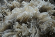 Corriedale raw fleece 200g, long staple, 100% Australian wool, fine and soft