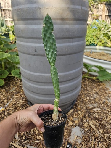 Prickly pear cactus opuntia - cactus,