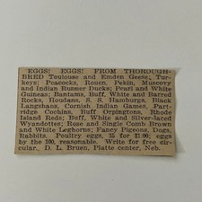 Bred Toulouse and Emden Geese