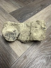 Stunning Ammonite Fossil