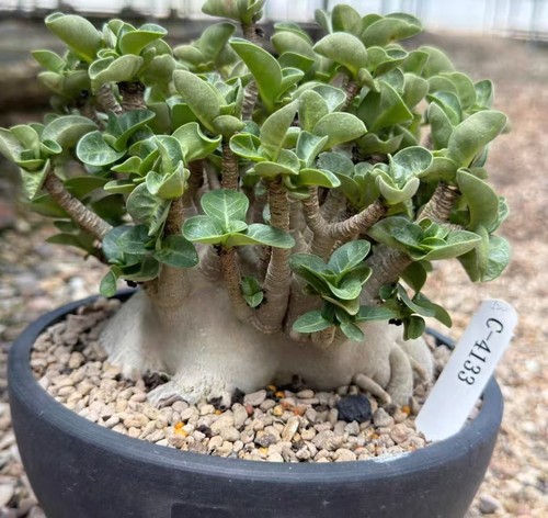 Adenium obesum wysiwyg garden - wysiwyg,