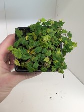 Oak Leaf Creeping Ficus Fig