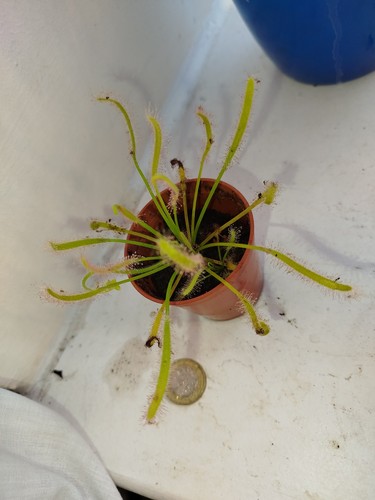 Sundew drosera capensis - sundew,