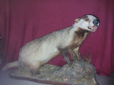 Beautiful European Badger Set