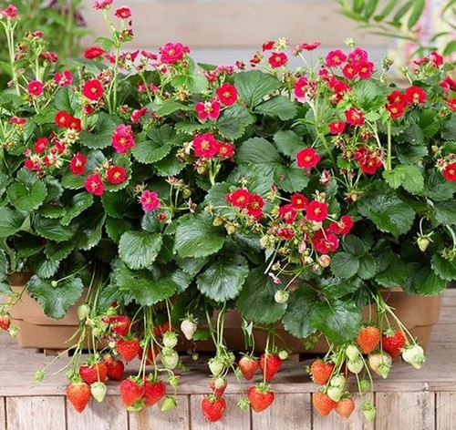 Strawberry summer breeze - strawberry,