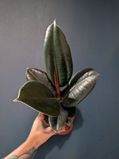 Ficus Robusta Houseplant