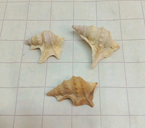 Small exotic conch - 30-35,