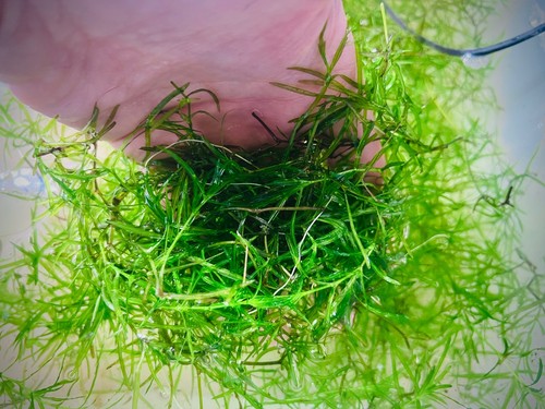 Guppy grass aquarium tropical - grass,