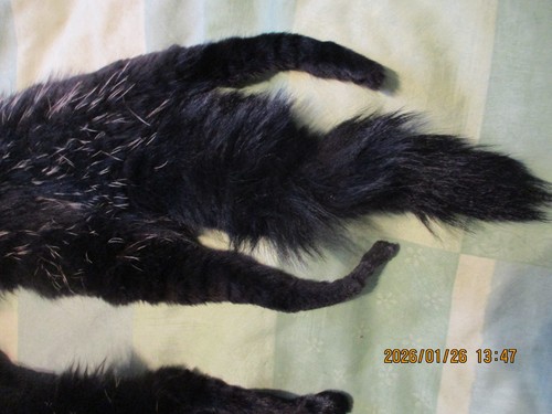 Vintage antique real fox - vintage,