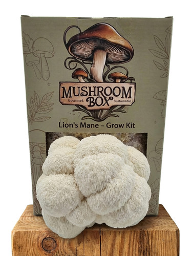 Lions mane mushroom kit - kit, xl