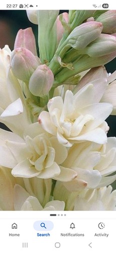 Polyanthes tube - polyanthes,
