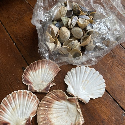 Sea shells large lot - sea,