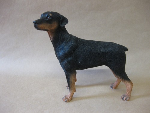 Doberman pinscher dog - pinscher, /