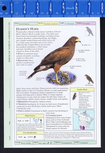 Harris common black hawks - black,