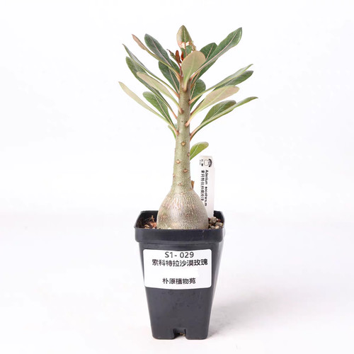 Pot 5cm adenium - pot,