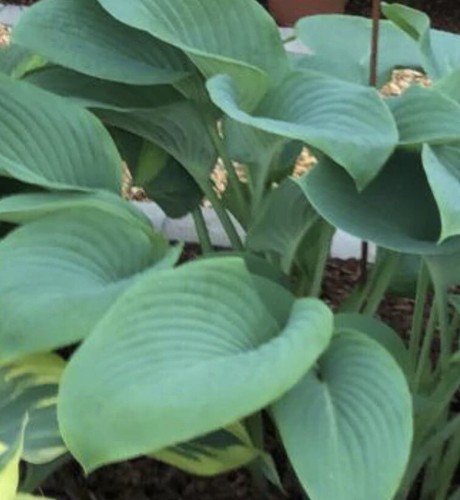 Hosta prince wales - hosta,