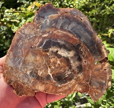 Arizona Petrified  Rainbow