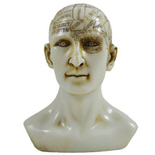 Phrenology Head Unique Ornament Decorative Traditional Medical Accessory 15cm