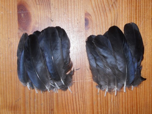 Small crow wing - small,