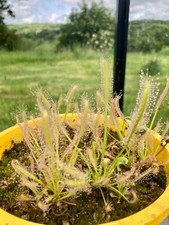 50+ Seeds From Drosera