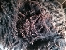Shetland unwashed raw sheep