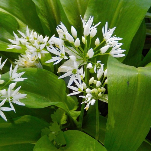 Seeds wild garlic - -,