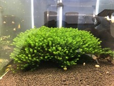 Aquarium Foam 4 Different Types. Rare Moss, Willow, Flame And Fissidens