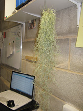 Spanish Moss (Tillandsia) Bushy 50cm – Trailing Indoor Air Plant – Dutch Grown