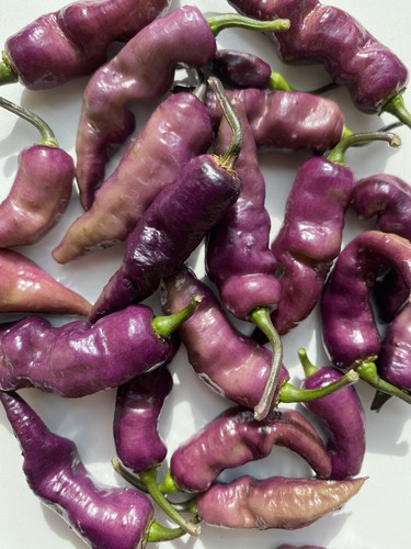 Rare pink tiger chilli seeds - rare,