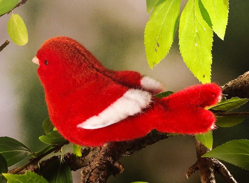Red canary kosen kösen - red, /