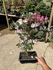 Japanese Satsuki Azalea