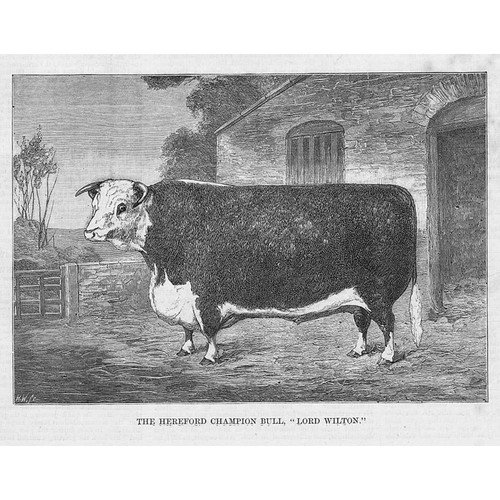 The hereford champion bull - the,