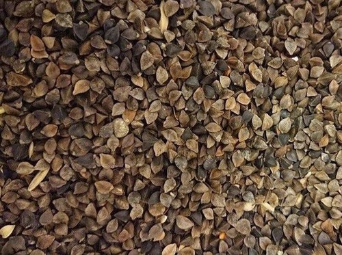 Buckwheat 1kg carp - 1kg, fishing