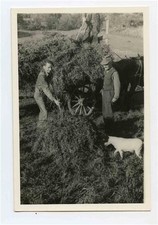 Men Loading Silage / Hay on Wagon with Dog Watching Black & White Photo 