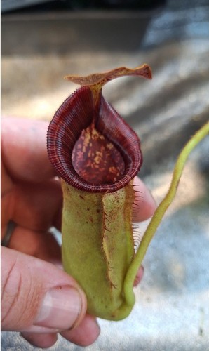 Nepenthes peltata yellow - peltata, "yellow