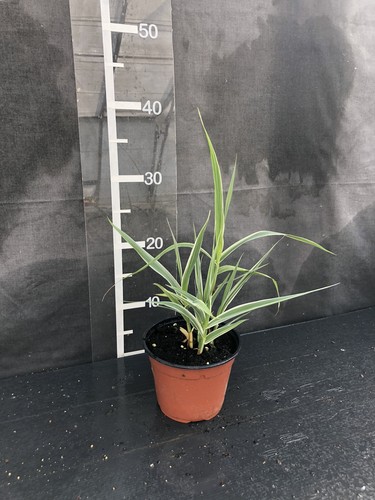 Arundo donax variegata - donax, ‘variegata’