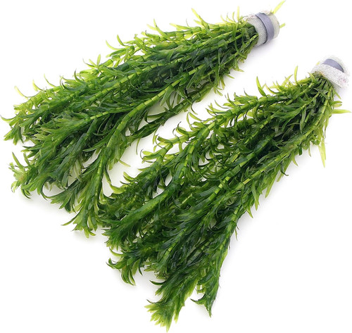 Elodea densa stems - elodea,